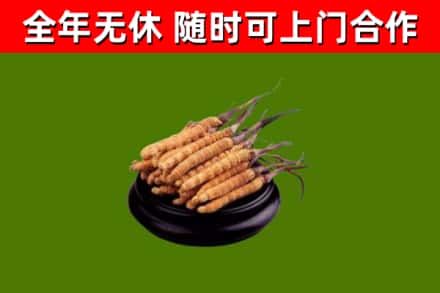 宿迁回收散虫草